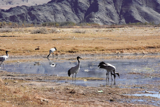 黑颈鹤在“西藏粮仓”食宿无忧 黑颈鹤在“西藏粮仓”食宿无忧