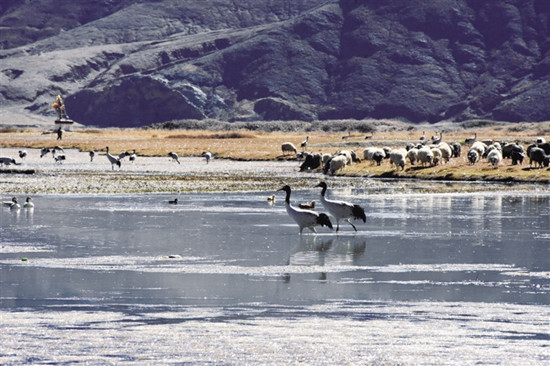 黑颈鹤在“西藏粮仓”食宿无忧 黑颈鹤在“西藏粮仓”食宿无忧