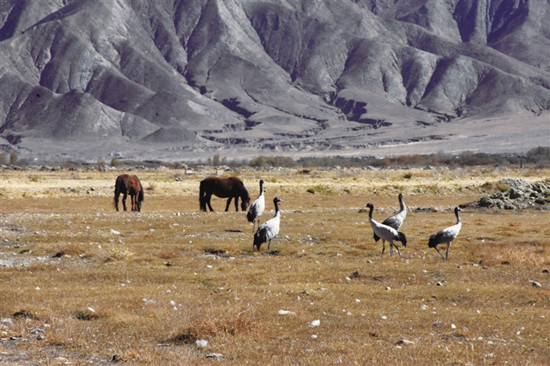 黑颈鹤在“西藏粮仓”食宿无忧 黑颈鹤在“西藏粮仓”食宿无忧