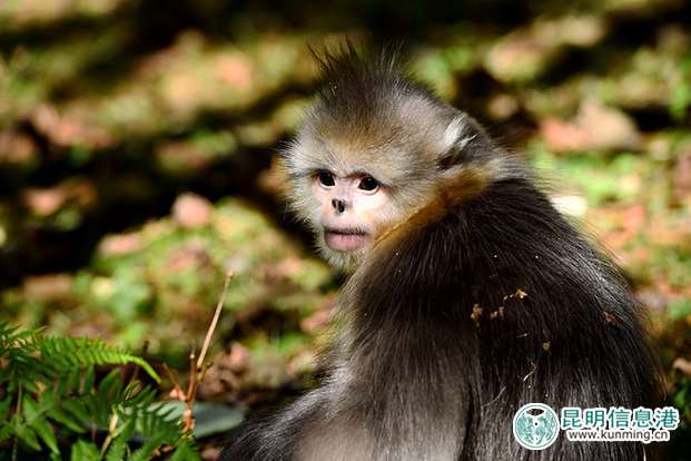 白马雪山的滇金丝猴。