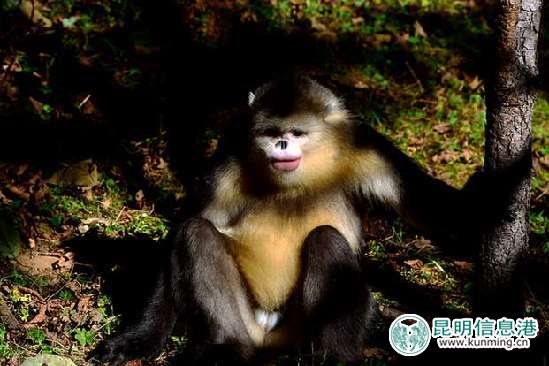 白马雪山的滇金丝猴。