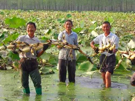 “一村一品一店”成为富民强区新引擎