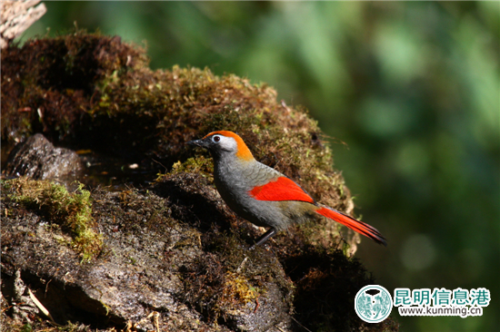 第二届高黎贡山国际观鸟节12月10日启幕 第二届高黎贡山国际观鸟节12月10日启幕