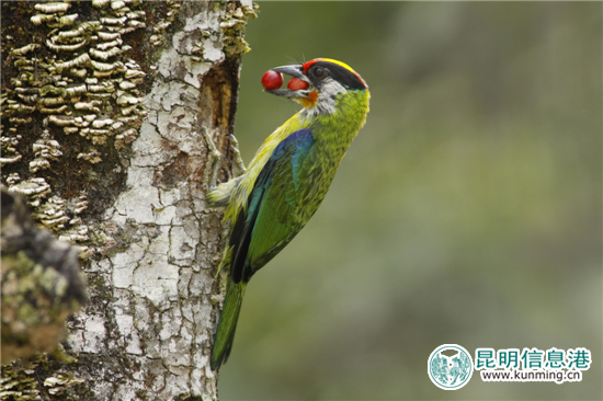 第二届高黎贡山国际观鸟节12月10日启幕 第二届高黎贡山国际观鸟节12月10日启幕
