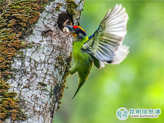 第二届高黎贡山国际观鸟节12月10日启幕 第二届高黎贡山国际观鸟节12月10日启幕