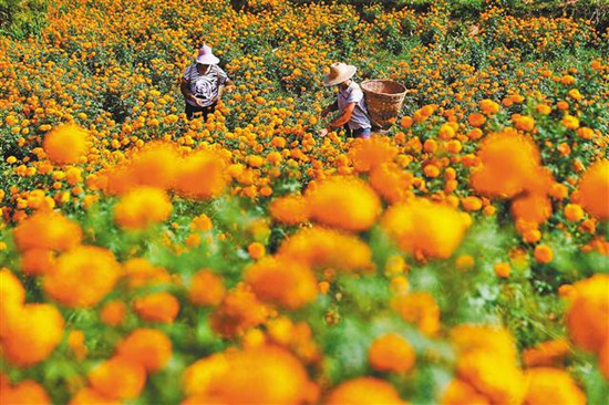 【领航新征程】重庆市南川石漠化治理 向“土地癌症”说不 【领航新征程】重庆市南川石漠化治理 向“土地癌症”说不