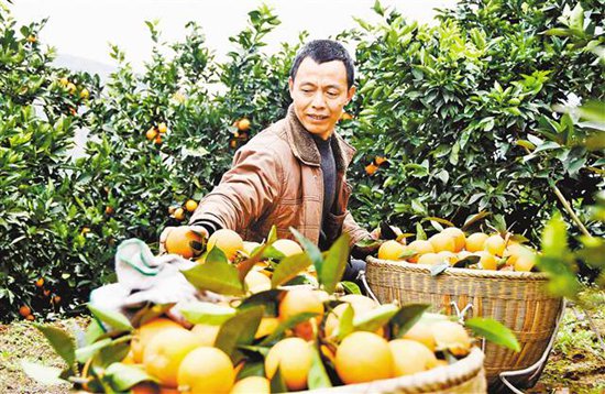 【领航新征程】重庆市南川石漠化治理 向“土地癌症”说不 【领航新征程】重庆市南川石漠化治理 向“土地癌症”说不