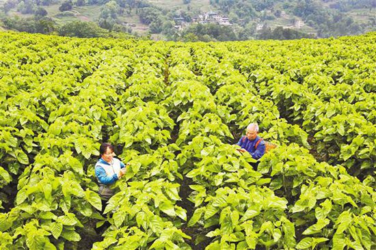 【领航新征程】重庆市南川石漠化治理 向“土地癌症”说不 【领航新征程】重庆市南川石漠化治理 向“土地癌症”说不