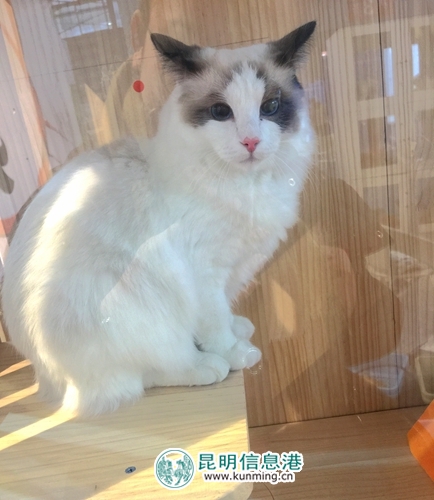 第二届昆明国际宠物博览会开幕 各色猫咪带来“盛世美颜”