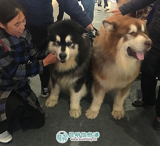 第二届昆明国际宠物博览会开幕 各色猫咪带来“盛世美颜”