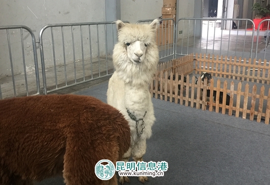 第二届昆明国际宠物博览会开幕 各色猫咪带来“盛世美颜”