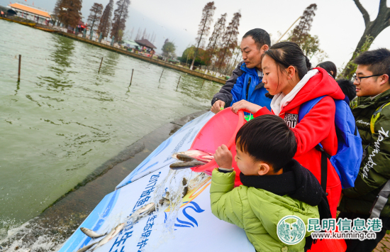 2017年“放鱼滇池生态保护行动”举行 10万尾鱼苗入滇池吃蓝藻