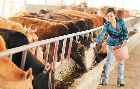 【中国梦实践者】王飞朝：深山“女汉子”下岗9年干了1件大事
