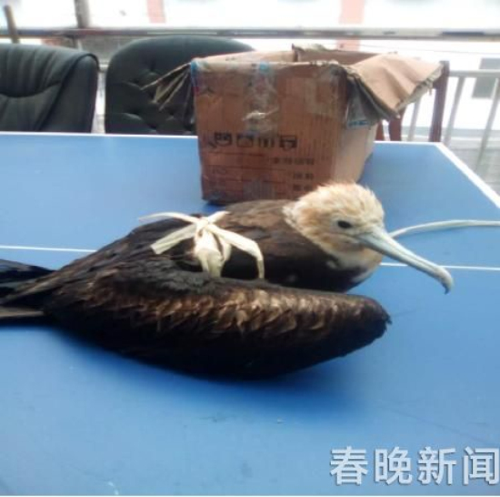 云南境内首次发现鸟类物种“白斑军舰鸟”