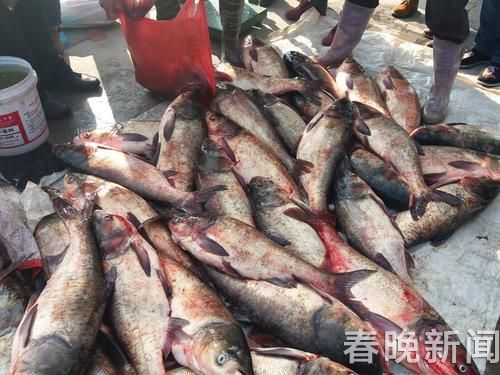 星云湖开渔 星云湖开渔