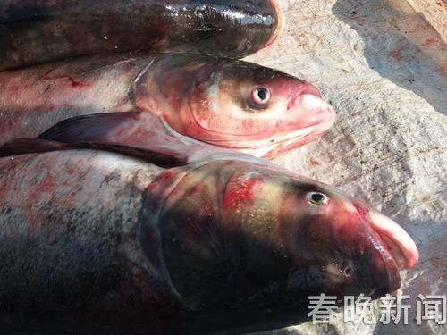 星云湖开渔 星云湖开渔