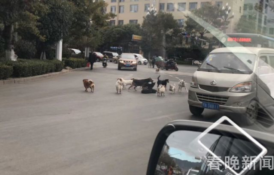 流浪狗路中被撞伤 10余小伙伴不离不弃守护身边