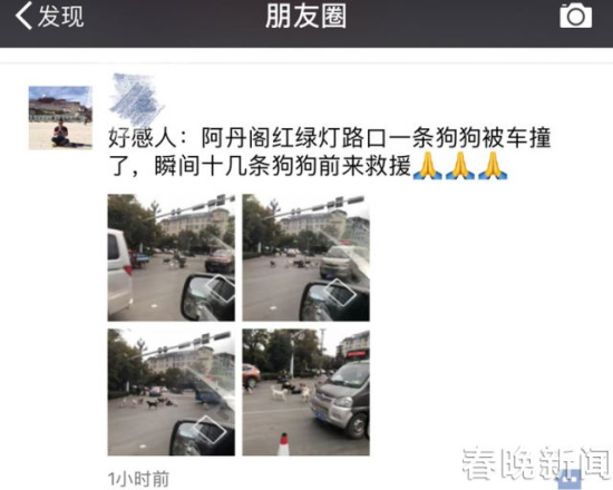 流浪狗路中被撞伤 10余小伙伴不离不弃守护身边