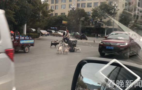 流浪狗路中被撞伤 10余小伙伴不离不弃守护身边