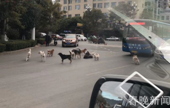 流浪狗路中被撞伤 10余小伙伴不离不弃守护身边