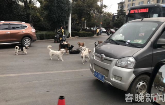 流浪狗路中被撞伤 10余小伙伴不离不弃守护身边