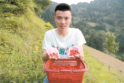 曹欢摘得野果 曹欢摘得野果