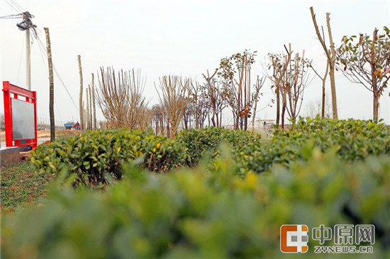 岳口村的“整村推进”，让村庄变得更美好