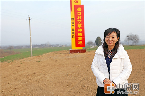 谈起艾草种植，尹红头头是道。两年多的驻村生涯，俨然把她变成了农业专家