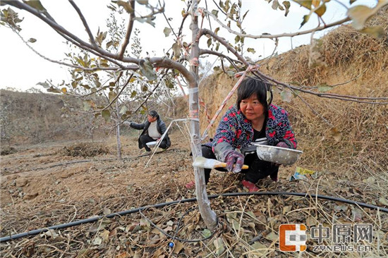 给果树刷漆，每天60元的报酬，让来干活的村民心满意足