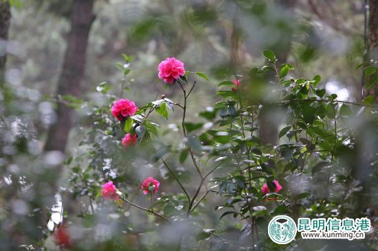 第三十届茶花展金殿启幕。