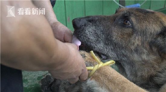 警犬养老院