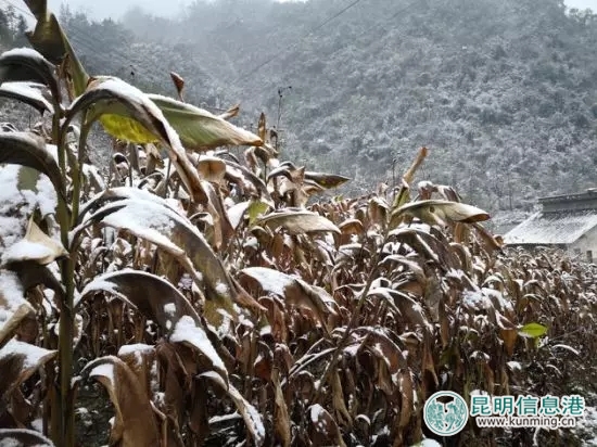 云南新一轮断崖式降温 已发布50个气象灾害预警