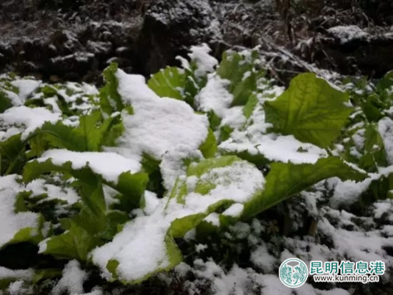 云南新一轮断崖式降温 已发布50个气象灾害预警