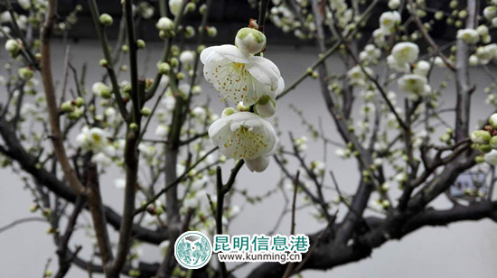 点点梅花坠枝头