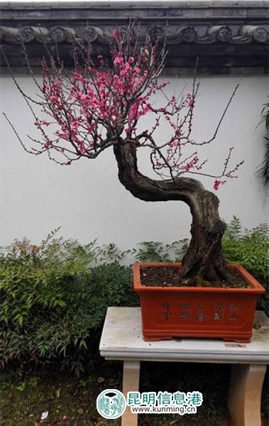 造型别致的梅花盆景