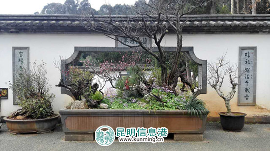 第十四届全国梅花蜡梅展金奖作品《寒梅闹春》