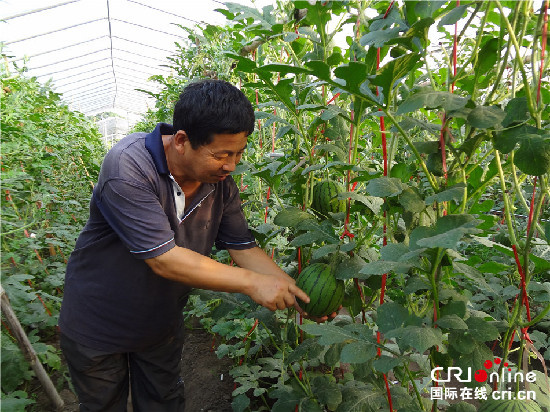 党选民检查西瓜坐果情况