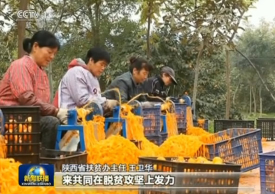 【新时代新气象新作为】陕西精准施策推动产业扶贫