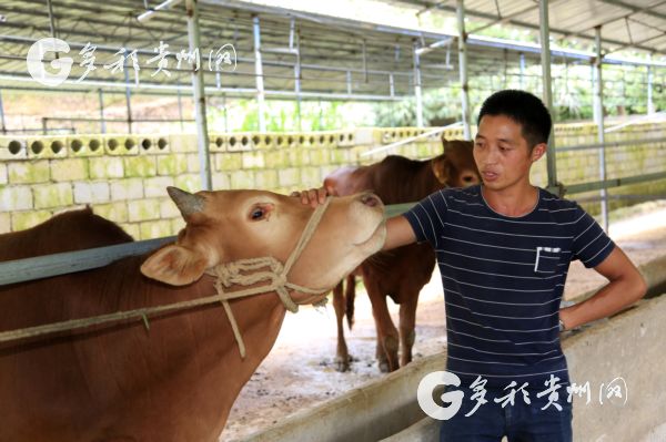 王启忠和他的牛