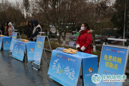 云南野生动物园开展公益活动 海埂大坝免费发放鸥粮 云南野生动物园开展公益活动 海埂大坝免费发放鸥粮