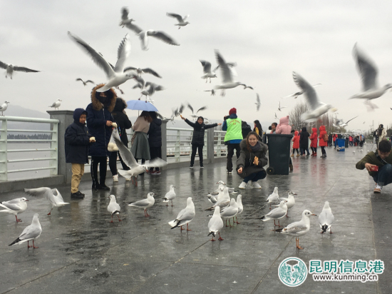云南野生动物园开展公益活动 海埂大坝免费发放鸥粮 云南野生动物园开展公益活动 海埂大坝免费发放鸥粮