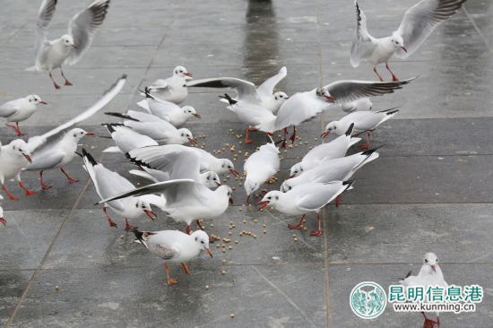 云南野生动物园开展公益活动 海埂大坝免费发放鸥粮 云南野生动物园开展公益活动 海埂大坝免费发放鸥粮