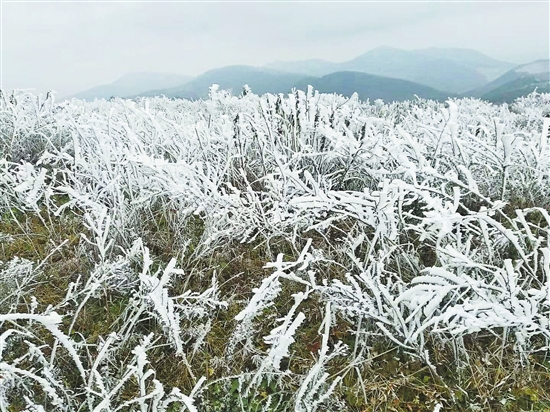 晋宁六街镇现雾凇景观