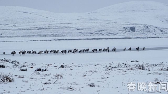 冰雪封冻下鹤舞高原 昭通大山包美出新境界