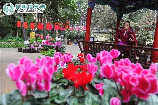 昙华寺花潮会启幕。