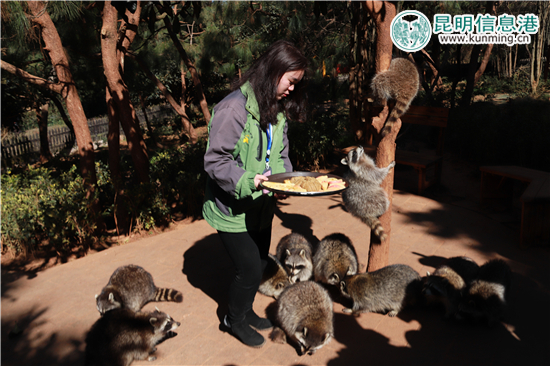 云南野生动物园给动物过大年 老虎加餐熊猫享专用窝窝头