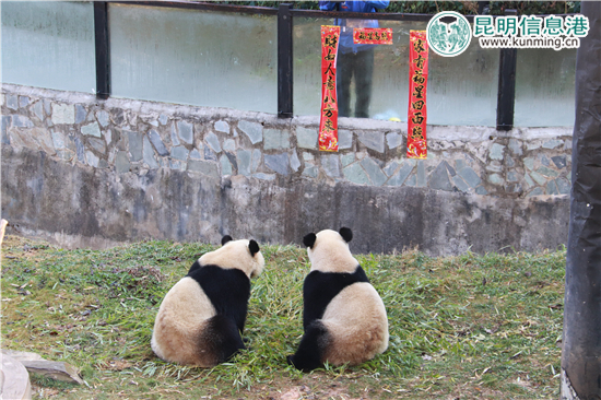 云南野生动物园给动物过大年 老虎加餐熊猫享专用窝窝头