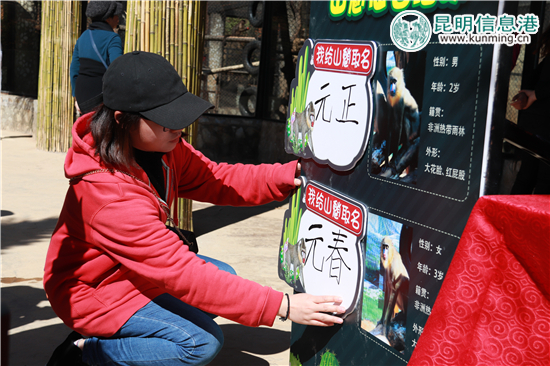 云南野生动物园给动物过大年 老虎加餐熊猫享专用窝窝头