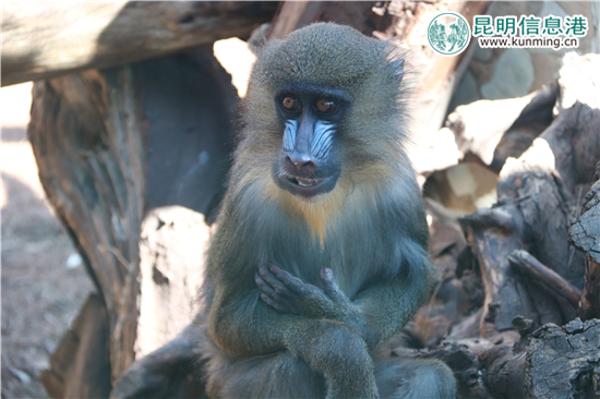 云南野生动物园给动物过大年 老虎加餐熊猫享专用窝窝头