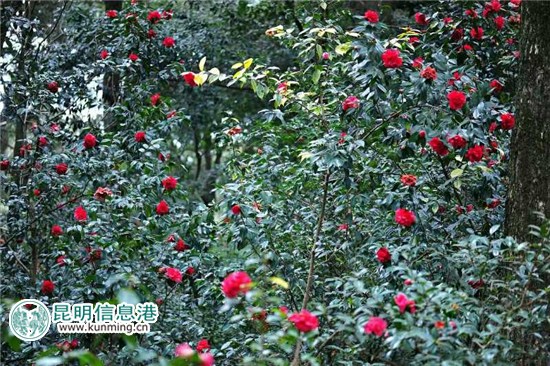 鸣凤山上茶花盛开。